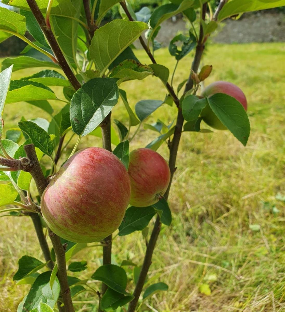 apples on our orchard trees