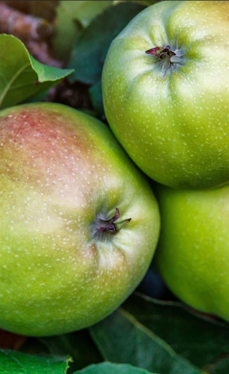 Cooking Apple