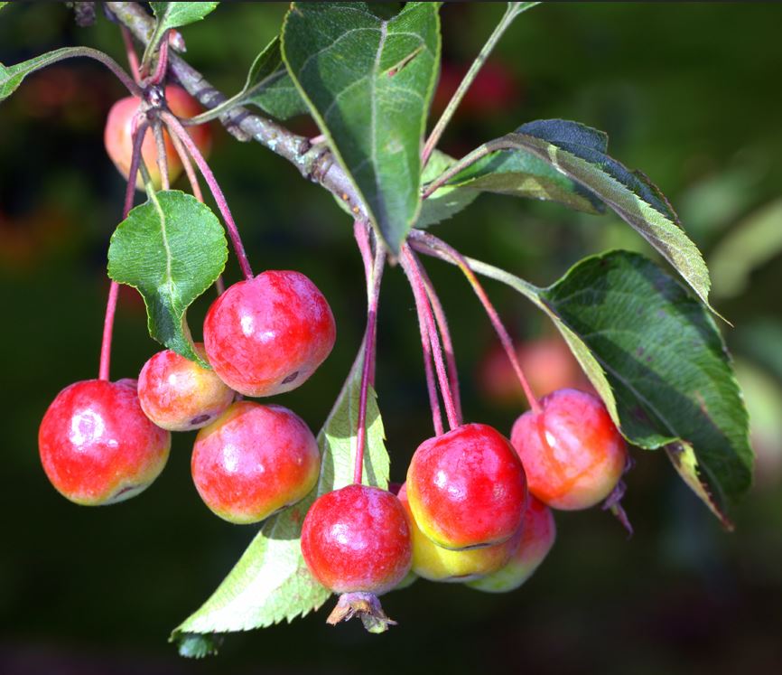 Crab Apple