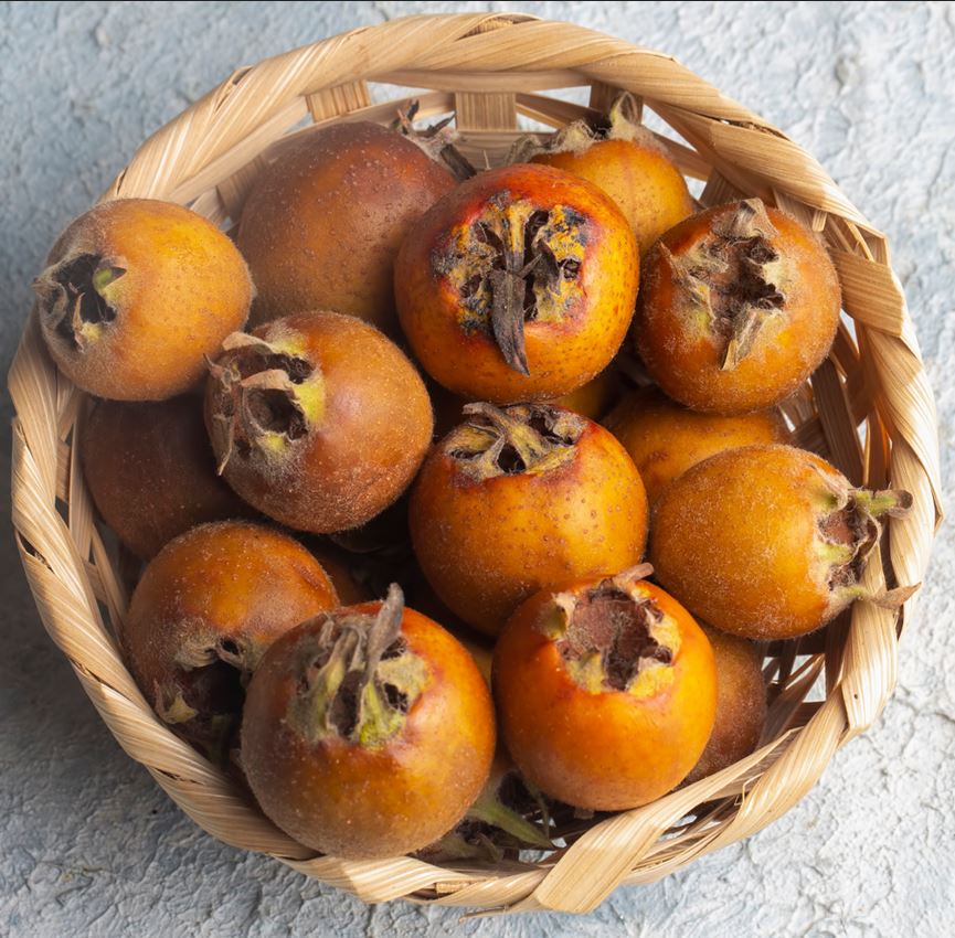 Medlar