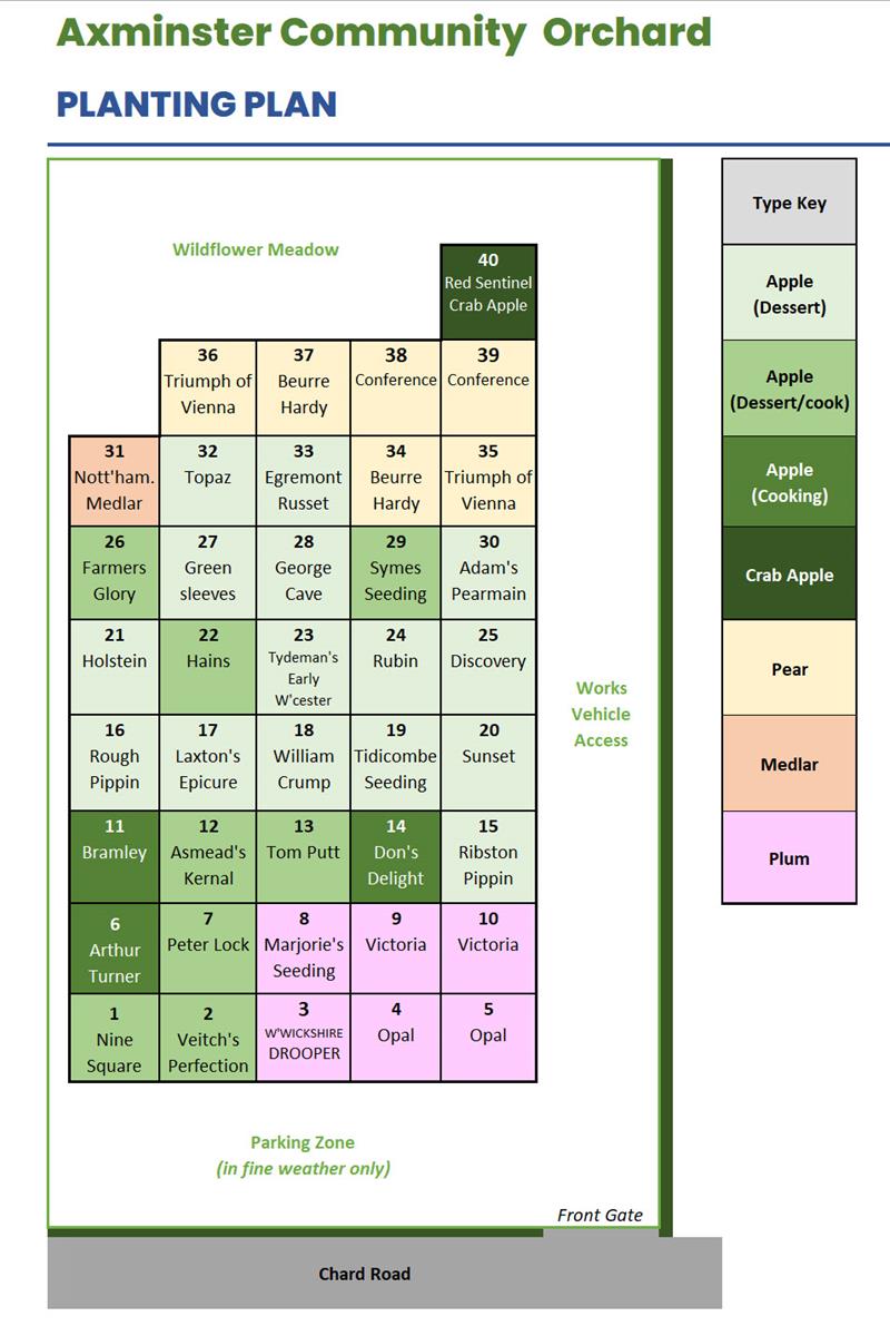 Allotment Community Orchard planting plan