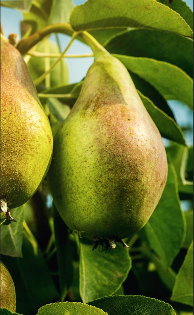 Pears