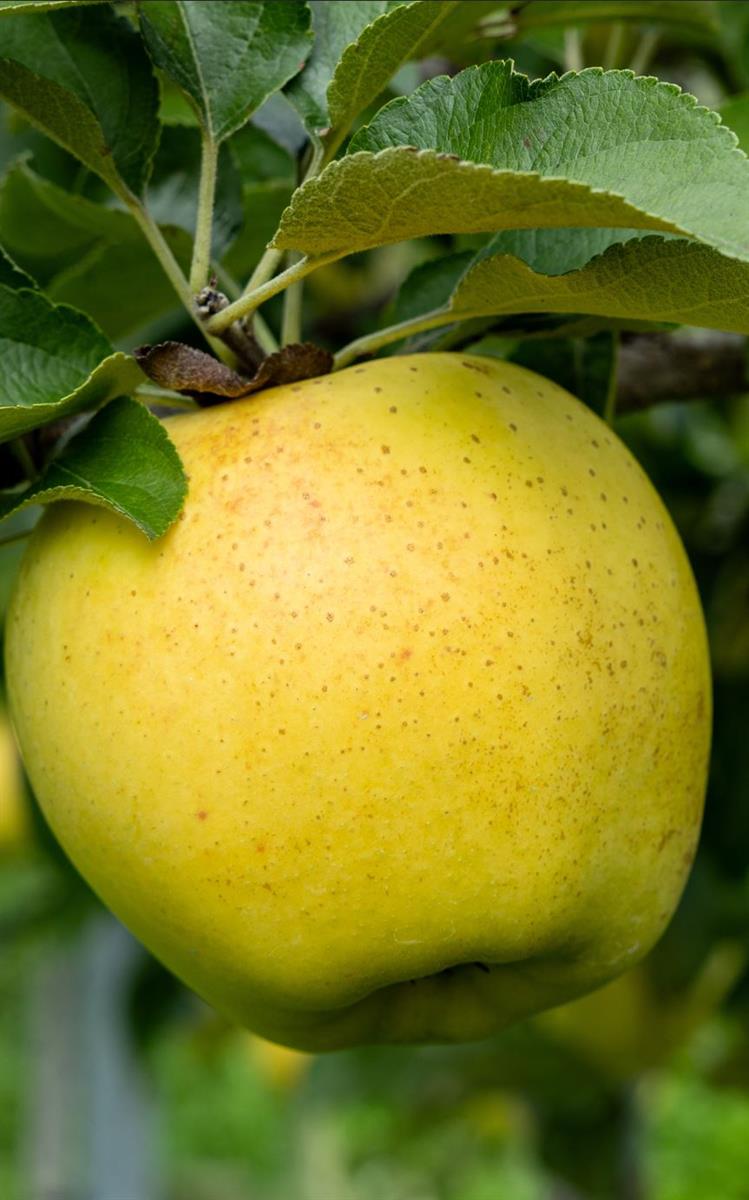 Eating and Cooking apples
