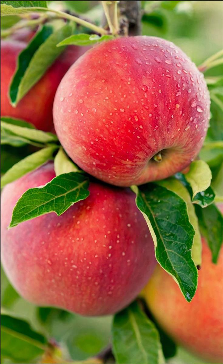 Eating Apples