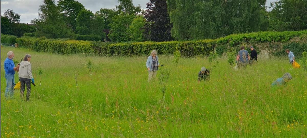 volunteers working in the meadow